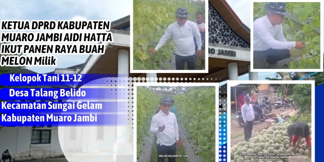 Dukung Ketahanan Pangan, Ketua DPRD Muaro Jambi Aidi Hatta Hadiri Panen Raya Melon di Talang Belido